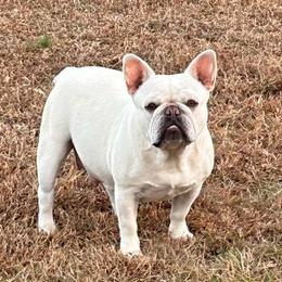 Drama - French Bulldog