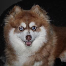 Luna - Pomsky