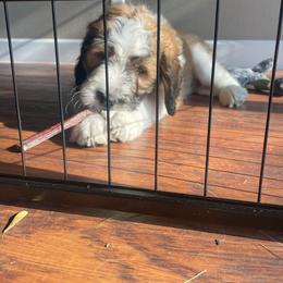 Saint Berdoodle Puppies from Country Manor Saint Berdoodles