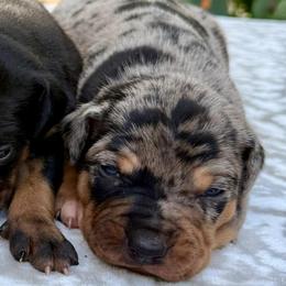 Female 1 - Blue merle female Catahoula Leopard Dog puppy in Crestview, Florida from C4 Kennels of FL & AL
