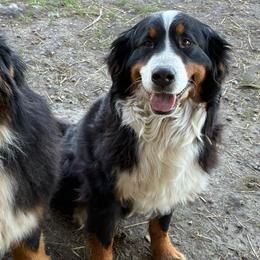 Kaia - Bernese Mountain Dog