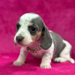 Blue Bonnet - Gray (blue) and cream female Dachshund puppy in Lincoln, Arkansas from Red Dirt Dachshunds