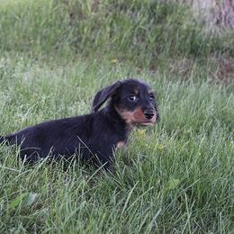 Boy 2 - Black and tan male Dachshund puppy in Craig, Colorado from Rocky Mountain Shih Tzus and Dry Creek Miniature Dachshunds