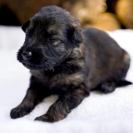 Draco - Black and tan male German Shepherd puppy in Youngsville, North Carolina from Di casa Esperanza