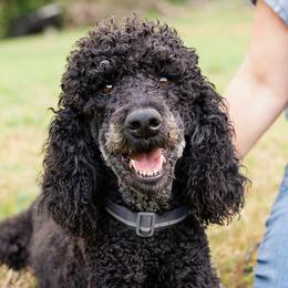 Pascha - Poodle