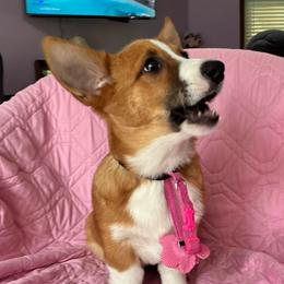 Keylime - White and red female Pembroke Welsh Corgi puppy in New Waverly, Texas from Corgie & Cream Paradise