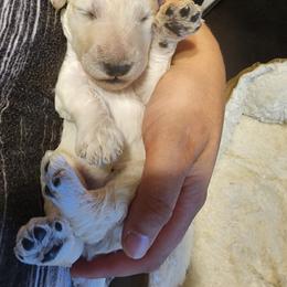 Purple collar - White Poodle puppy in Wauconda, Illinois from WyldCard Poodles