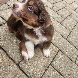Miniature Australian Shepherd Puppies from Bornagain Paws