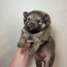Azel - Chocolate sable male Pomeranian puppy in Phoenix, Arizona from Luxpomz