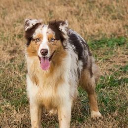 Swagger - Australian Shepherd