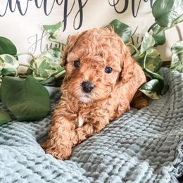 Honey - Apricot female Cavapoo puppy in Marquand, Missouri from Perfectly Playful Doodles