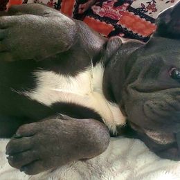 French Bulldogs from French Kiss Connection