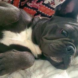French Bulldogs from French Kiss Connection