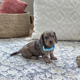 AKC Meet Milo :) - Dapple male Dachshund puppy in Centerville, Iowa from Barnyard Dachshunds, Dals & Doodles