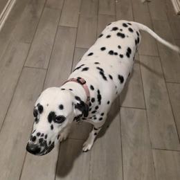Melody - Dalmatian