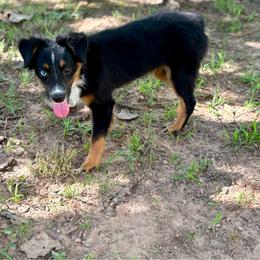 Jack - Black tri male Miniature Australian Shepherd puppy in Spiro, Oklahoma from Dandies Herding Buddies