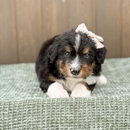 Wendy - Tri-color female Bernedoodle puppy in Bellville, Ohio from Bernedoodle Buddies