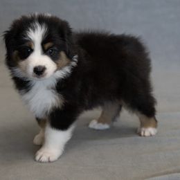 WASHINGTON - BLACK TRI BOY - Black tri-color male Australian Shepherd puppy in Chino Valley, Arizona from Cu2 Aussies