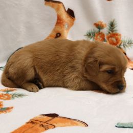 Colt - Dark golden male Golden Retriever puppy in New Weston, Ohio from Bertke AKC Golden Retrievers and Bernese Mountain Dogs