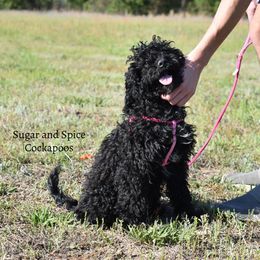 Ellie - Black Cockapoo puppy in Hopkins, South Carolina from Sugar and Spice Cockapoos