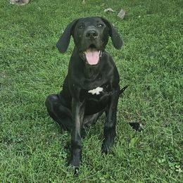 Girl 3 - Black Great Dane puppy in Hydes, Maryland from Chapman House of Danes