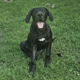 Girl 3 - Black Great Dane puppy in Hydes, Maryland from Chapman House of Danes
