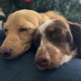 Dachshunds from Ashton’s Doxies of Southern IL