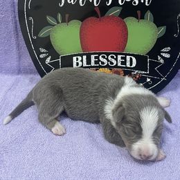 Girl 1 - Lilac female Border Collie puppy in Gadsden, Alabama from Collie Wood Hills