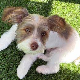 Dewey - Parti male Yorkshire Terrier puppy in Georgia/Florida, Florida from Fiesta Pups