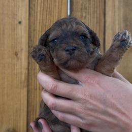 Ember - Sable female Bernedoodle puppy in Fallon, Nevada from Wild Roots Doodles
