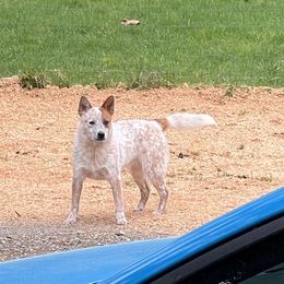 Cindy - Australian Cattle Dog