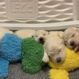 Betsy - Light golden female Golden Retriever puppy in Pleasant Hill, Missouri from KCs Golden Dream