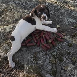 Male 2 - Liver and white male German Shorthaired Pointer puppy in Axtell, Texas from Texas German Shorthaired Pointers