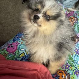Female merle - Blue merle female Pomeranian puppy in Bourbonnais, Illinois from T & D Poms