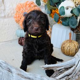 Yellow - female Golden Mountain Doodle puppy in Leander, Texas from Olive Grove Doodles