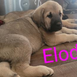 Elodie - Wolfgray female Spanish Mastiff puppy in Prosperity, Pennsylvania from Prosperity Guardians