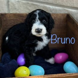 Bruno - Black and white Sheepadoodle puppy in Cleburne, Texas from DoodlesOjoy