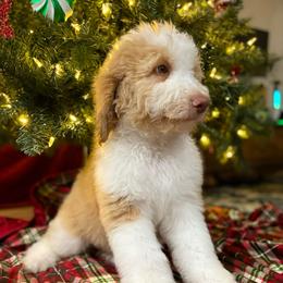 Zuzu RED ABSTRACT (was Zero) - Red male Bernedoodle puppy in Lookout, California from Remington Kennels, LLC