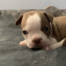 Coco - Seal and white Boston Terrier puppy in Jupiter, Florida from CJM Boston and Boxer Puppies