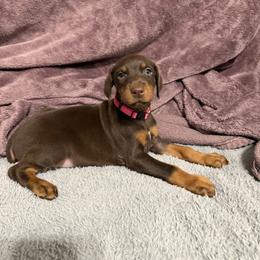 Pink Collar - Red and rust female Doberman Pinscher puppy in Lake City, Florida from Paintedcrazy Doberman Pinchers