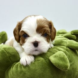 Cavalier King Charles Spaniel Puppies from Goddens Cavaliers
