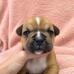 Phoebe - Red female American Staffordshire Terrier puppy in Marietta, Georgia from Ambition Amstaffs