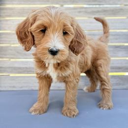 Stella (Orange collar) - Apricot female Goldendoodle puppy in Twin Falls, Idaho from Magic Valley Family Doodles