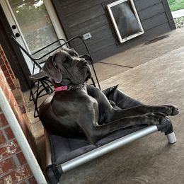 Great Dane Puppies from Anderson Blau’s Great Danes
