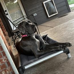 Great Dane Puppies from Anderson Blau’s Great Danes