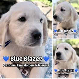 2nd Pick Male - Blue - Light golden male Golden Retriever puppy in Sarasota, Florida from Platinum Paws Puppies