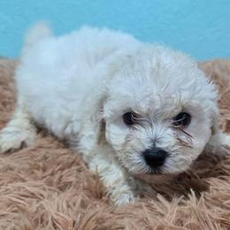 Nyla-pink spot - White female Bichon Frise puppy in Carthage, Missouri from Cooley's Cuddle Pups