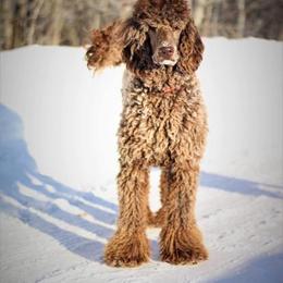 Charlotte - Poodle