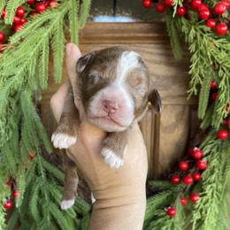 Girl 4 - female Bernedoodle puppy in Superior, Arizona from Mountain Bridge Doodles