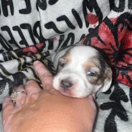 Janessa - Dapple female Dachshund puppy in La Junta, Colorado from Royal King’s Mini Dachshunds